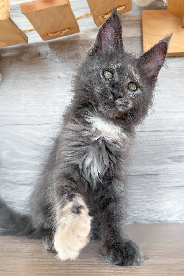 Prima | Maine Coon Kitten