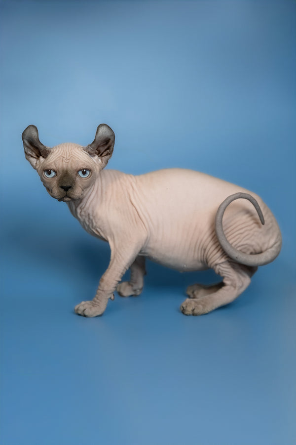 Eney | Elf Sphynx Kitten