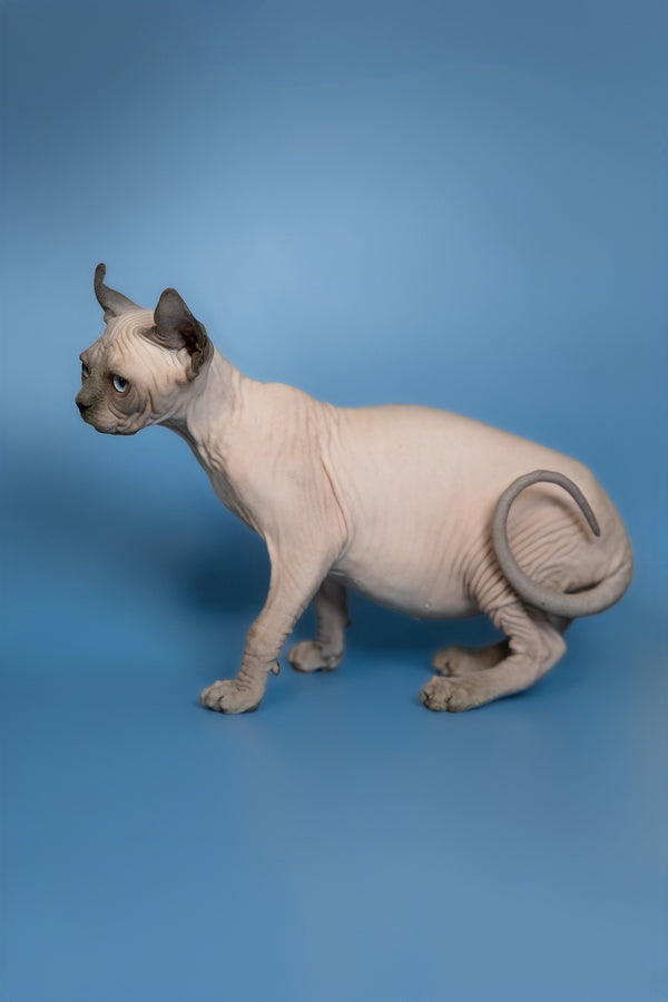 Eney | Elf Sphynx Kitten