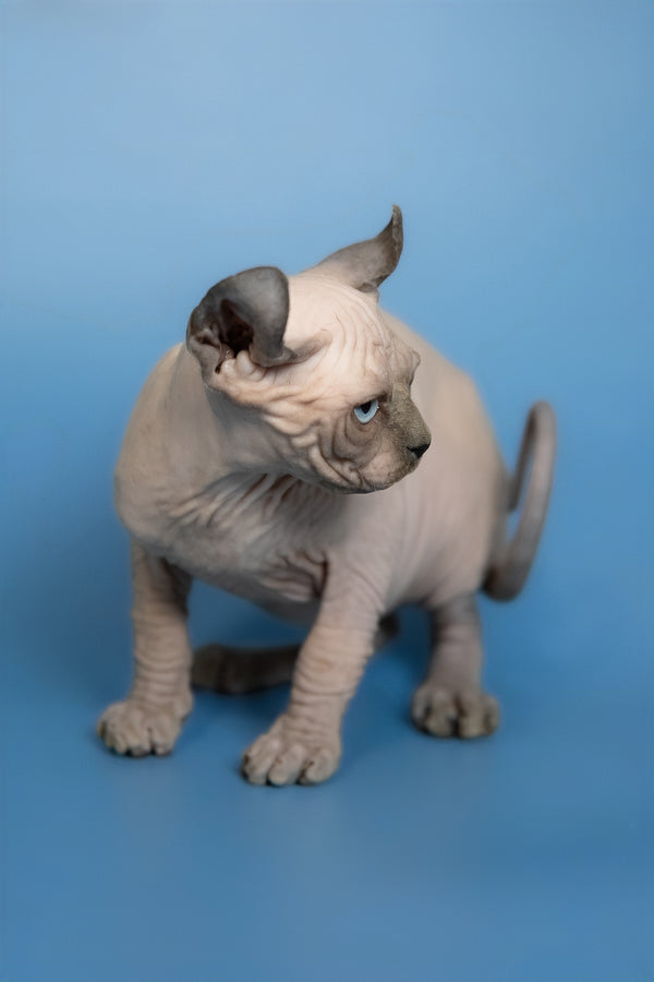 Eney | Elf Sphynx Kitten