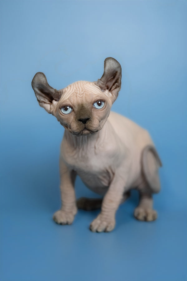 Eney | Elf Sphynx Kitten