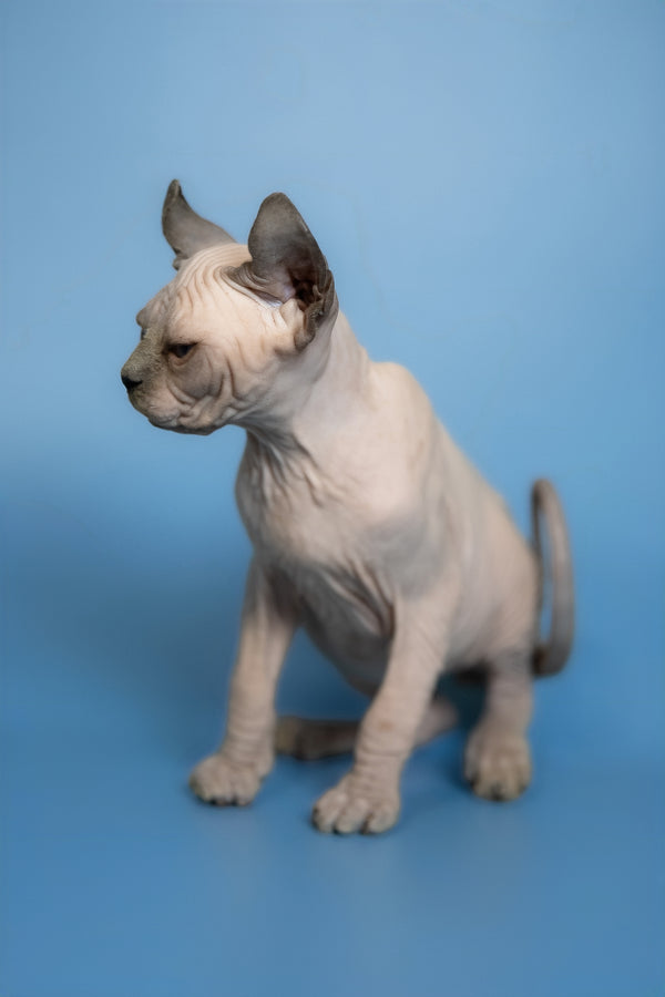 Eney | Elf Sphynx Kitten