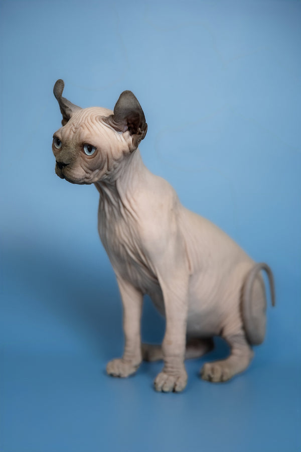 Eney | Elf Sphynx Kitten
