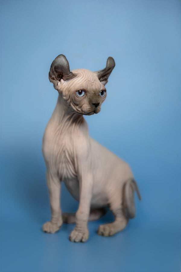 Eney | Elf Sphynx Kitten