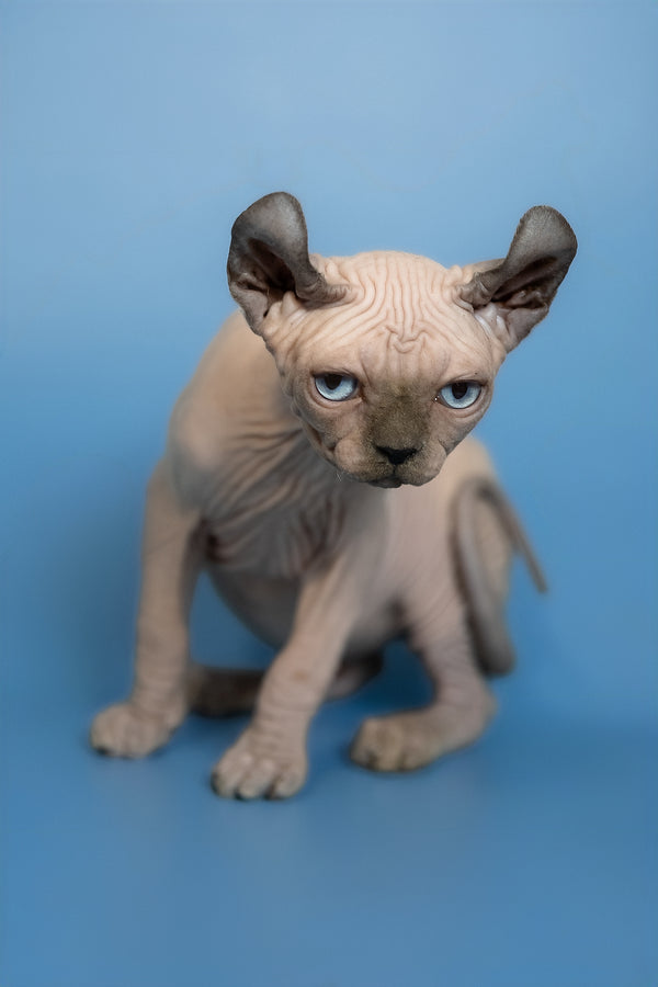 Eney | Elf Sphynx Kitten