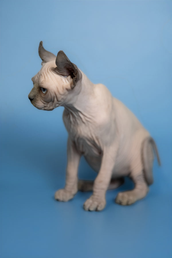 Eney | Elf Sphynx Kitten