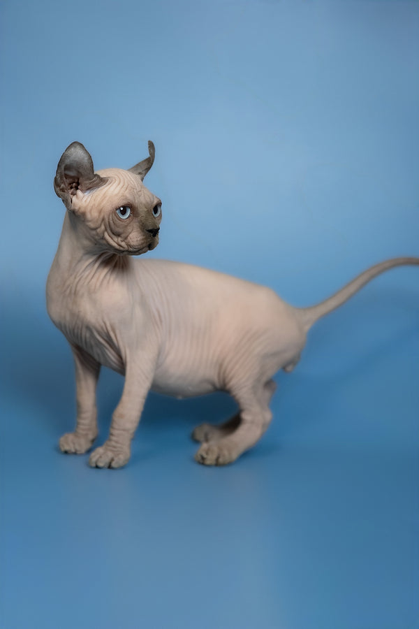 Eney | Elf Sphynx Kitten