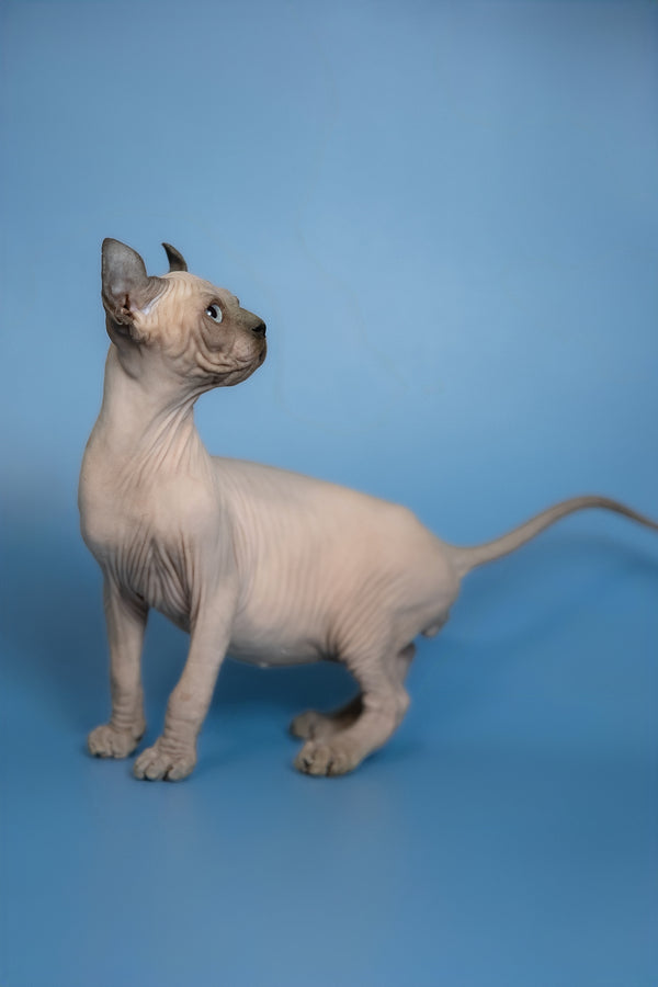 Eney | Elf Sphynx Kitten