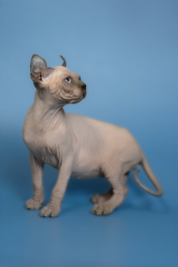 Eney | Elf Sphynx Kitten