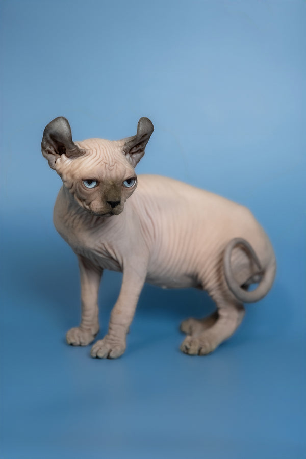 Eney | Elf Sphynx Kitten