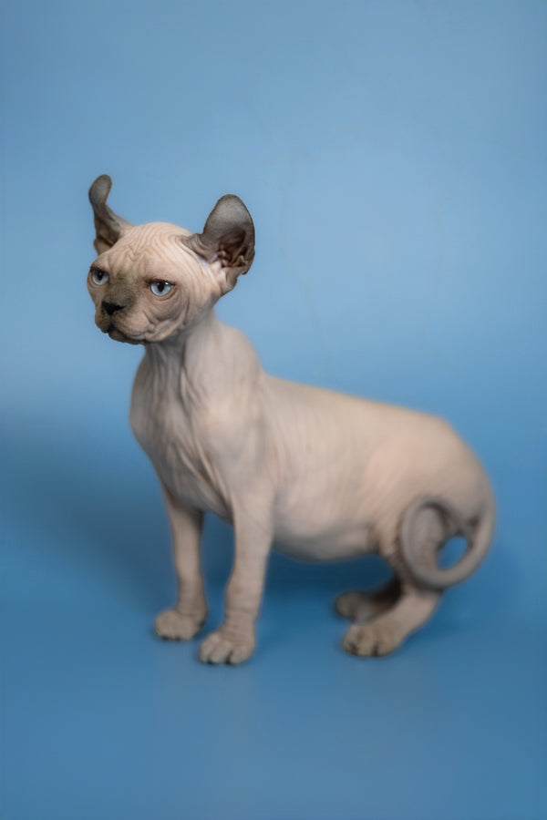 Eney | Elf Sphynx Kitten