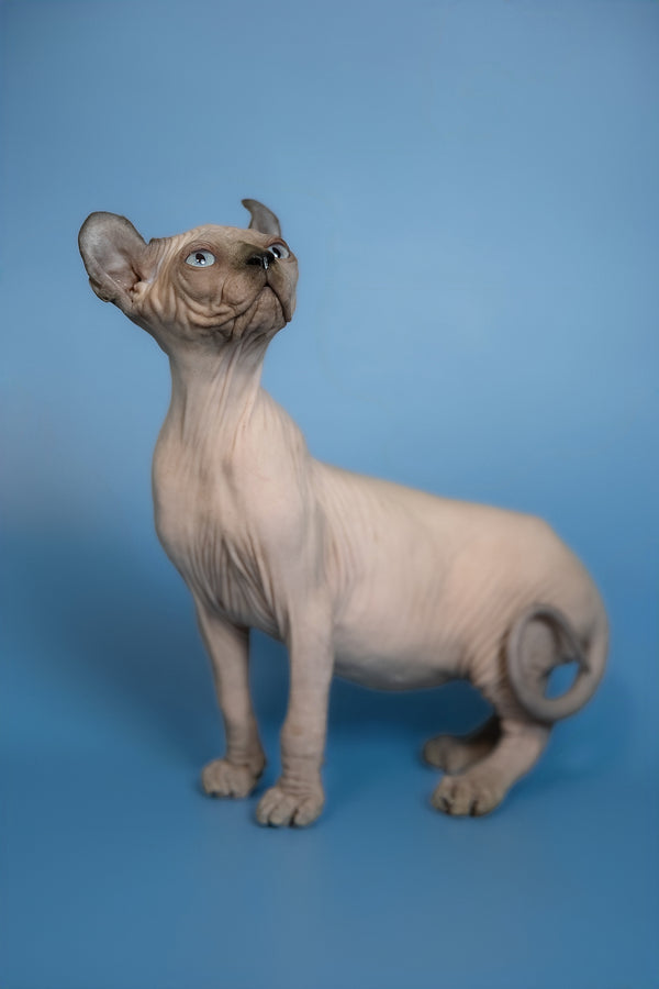 Eney | Elf Sphynx Kitten