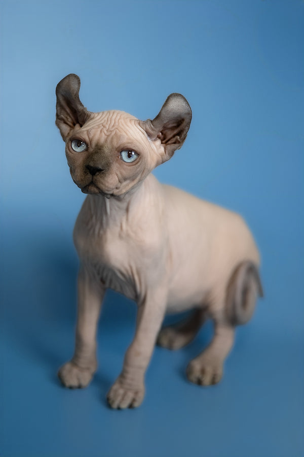 Eney | Elf Sphynx Kitten