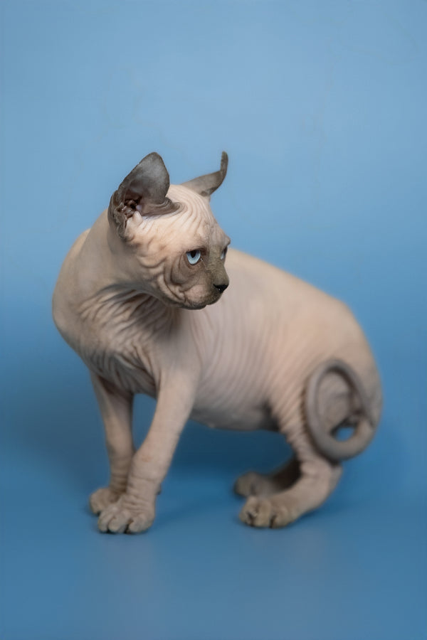 Eney | Elf Sphynx Kitten