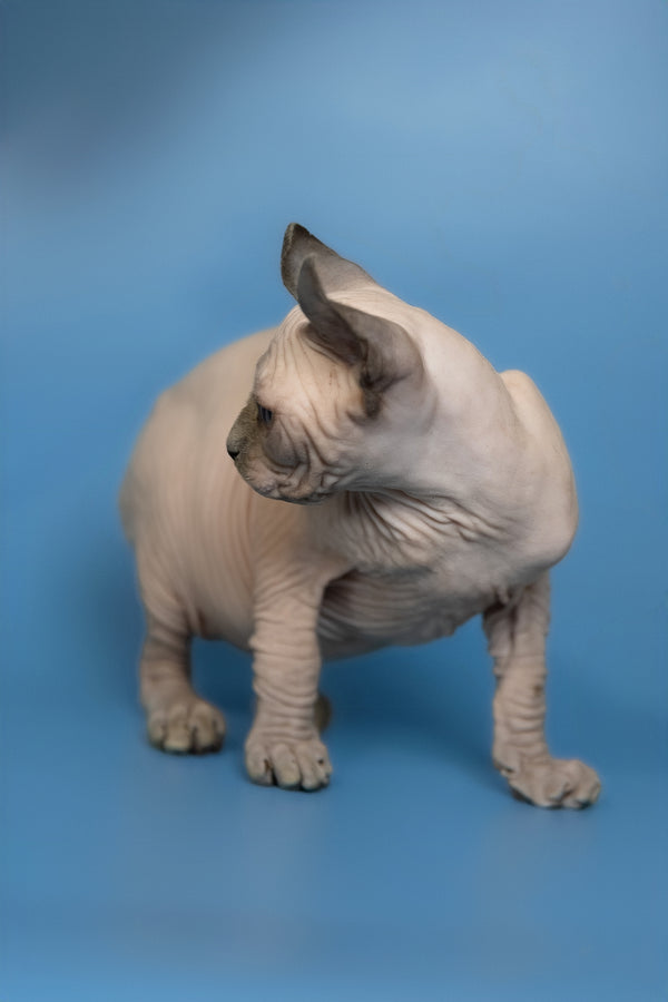 Eney | Elf Sphynx Kitten