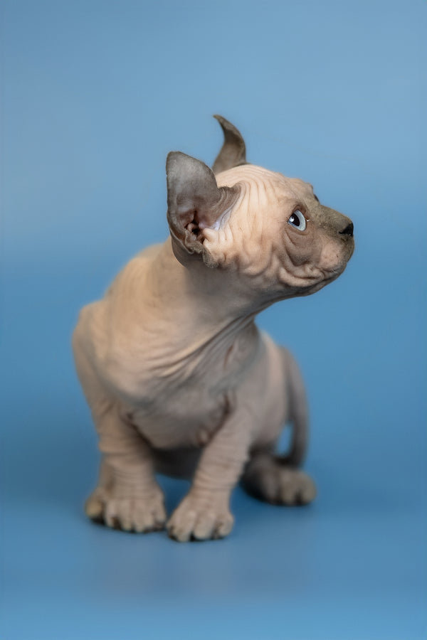 Eney | Elf Sphynx Kitten