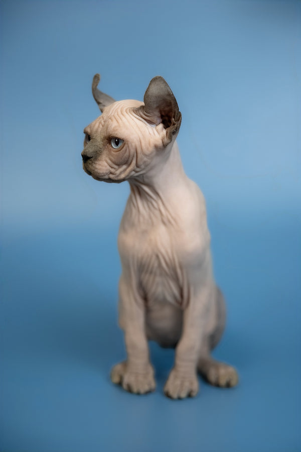 Eney | Elf Sphynx Kitten