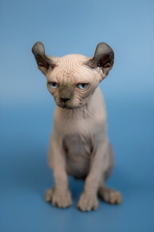 Eney | Elf Sphynx Kitten