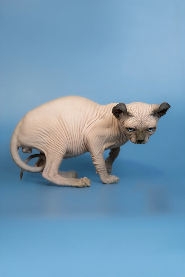 Eney | Elf Sphynx Kitten