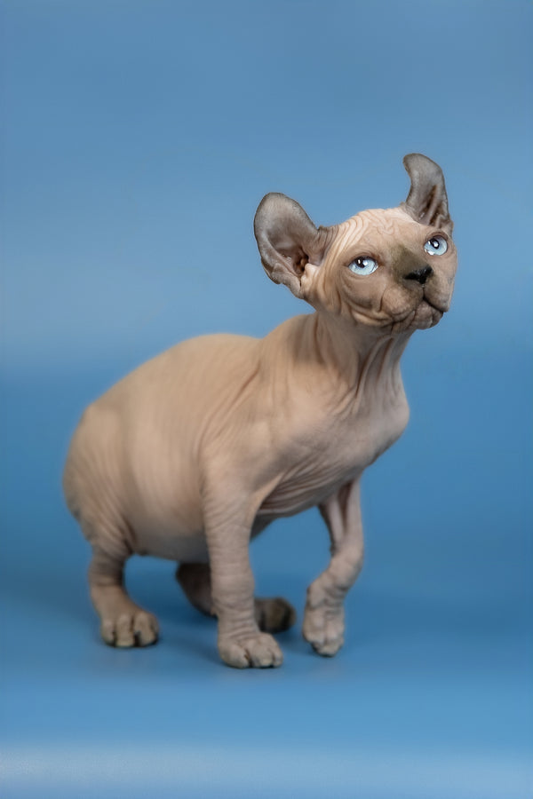 Eney | Elf Sphynx Kitten