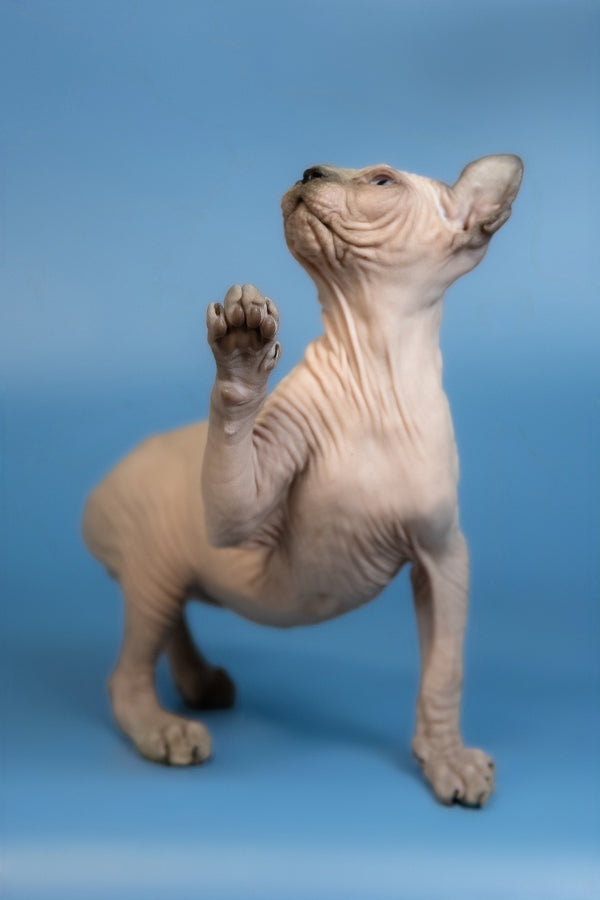 Eney | Elf Sphynx Kitten