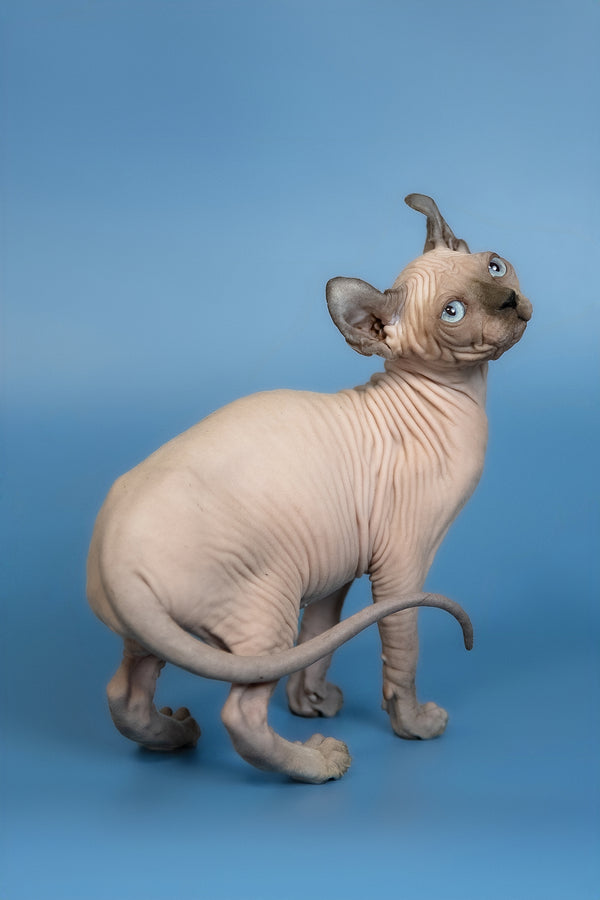 Eney | Elf Sphynx Kitten