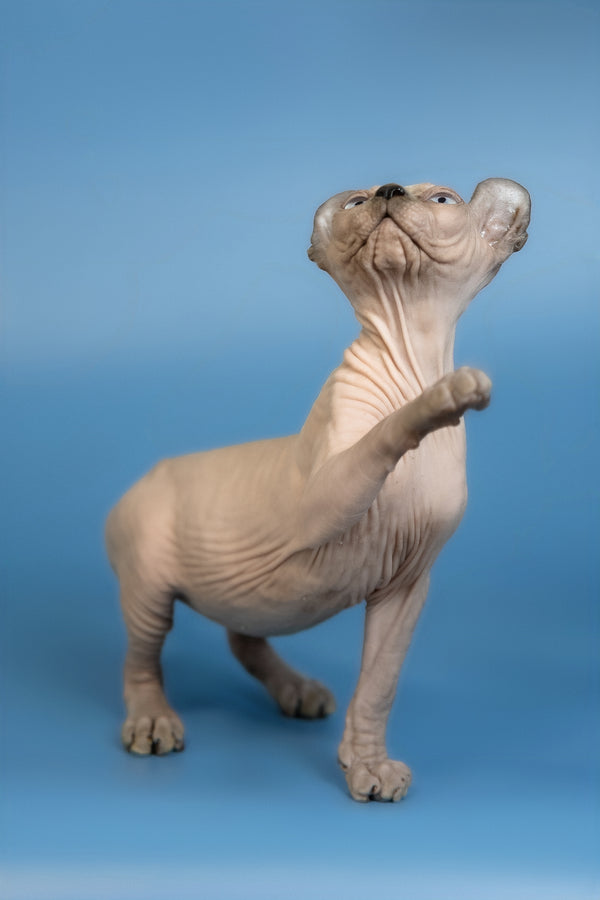Eney | Elf Sphynx Kitten
