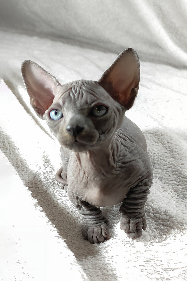 Boss | Bambino Sphynx Kitten