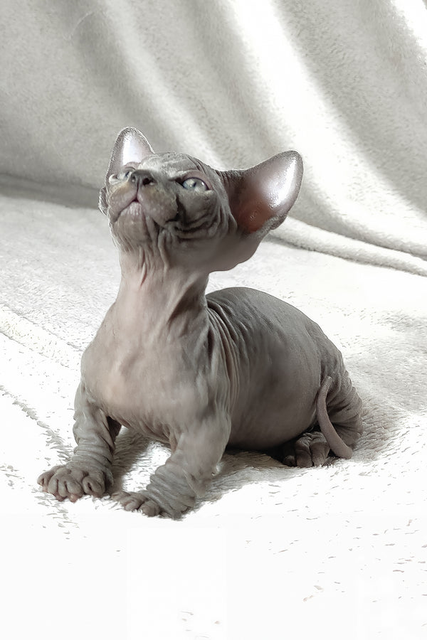 Boss | Bambino Sphynx Kitten