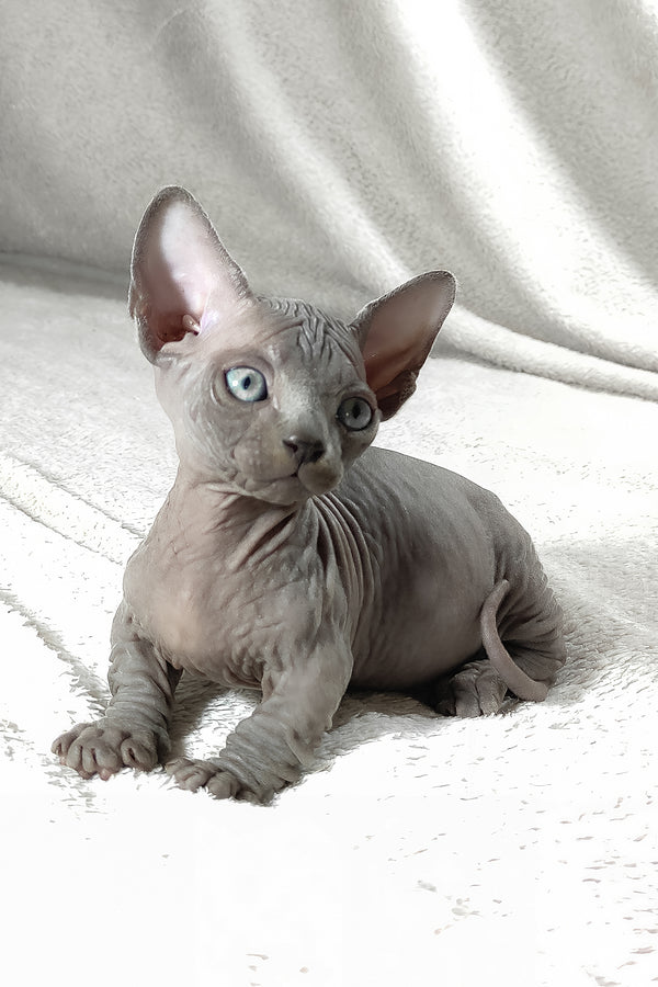 Boss | Bambino Sphynx Kitten