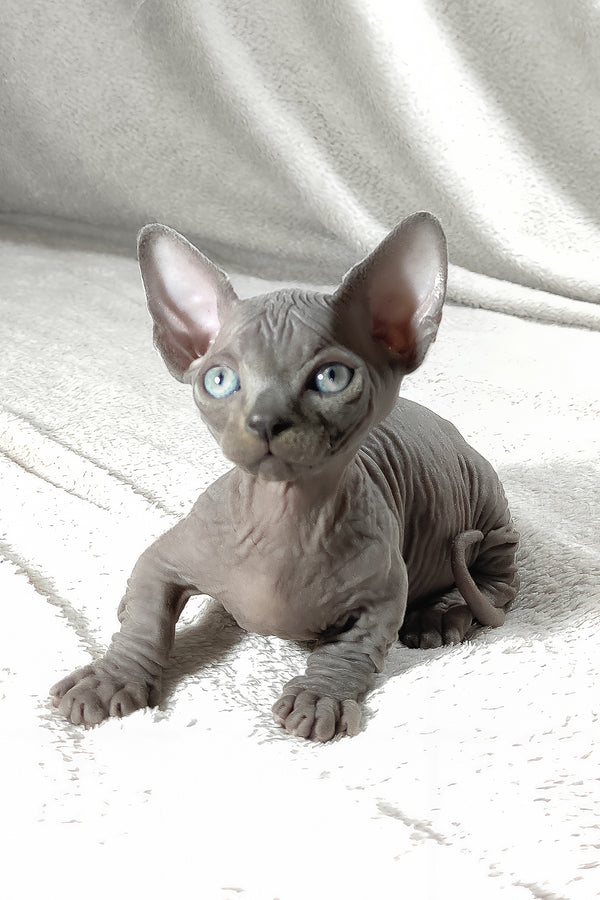Boss | Bambino Sphynx Kitten