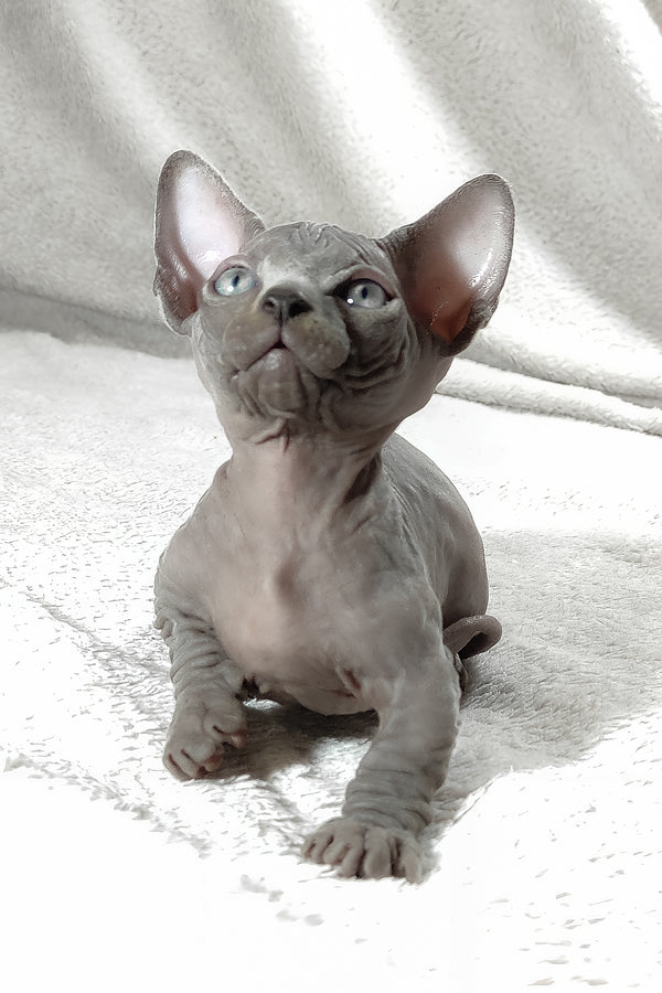 Boss | Bambino Sphynx Kitten