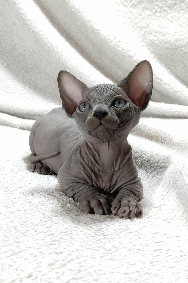 Boss | Bambino Sphynx Kitten