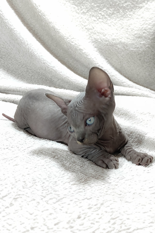 Boss | Bambino Sphynx Kitten