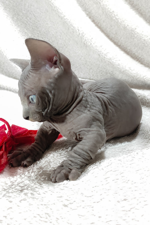 Boss | Bambino Sphynx Kitten