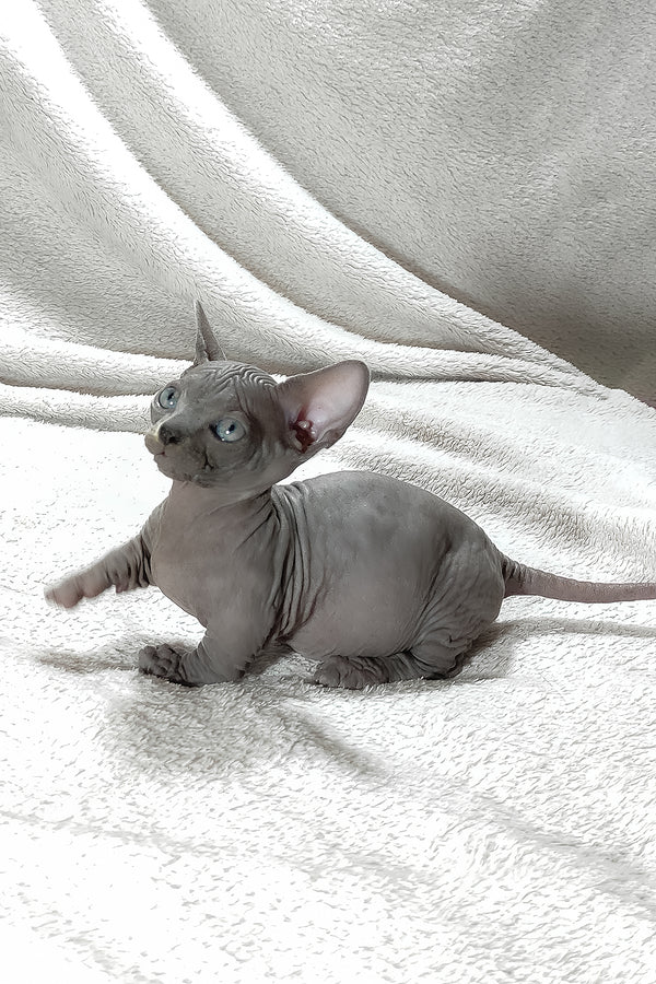 Boss | Bambino Sphynx Kitten