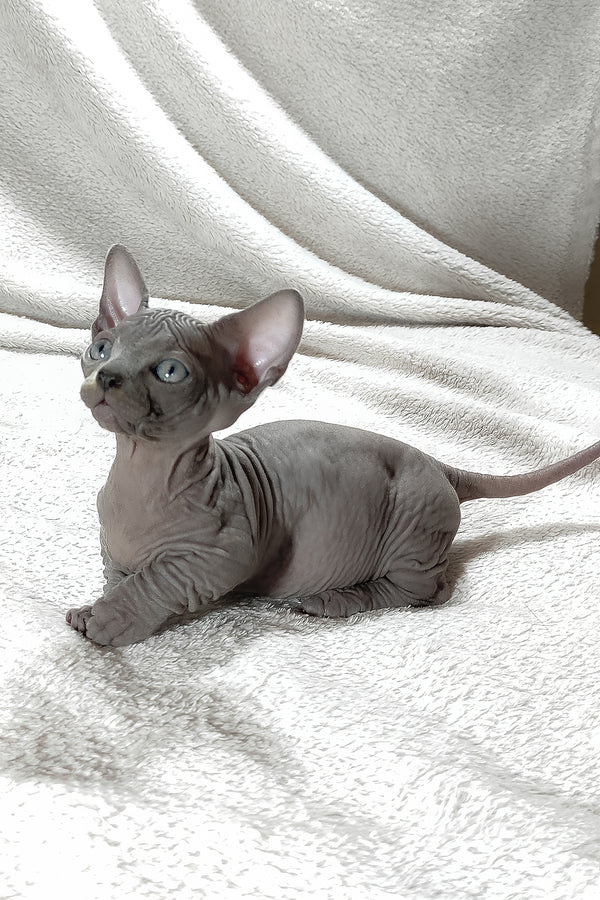 Boss | Bambino Sphynx Kitten