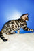 Tomas | Bengal Kitten
