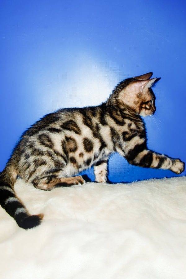 Tomas | Bengal Kitten