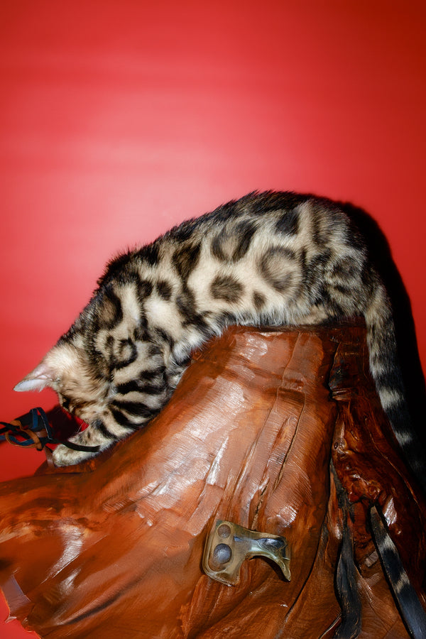 Tomas | Bengal Kitten