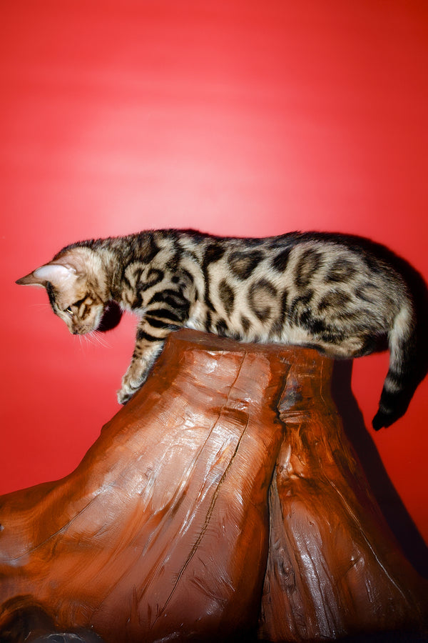 Tomas | Bengal Kitten