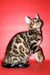 Tomas | Bengal Kitten