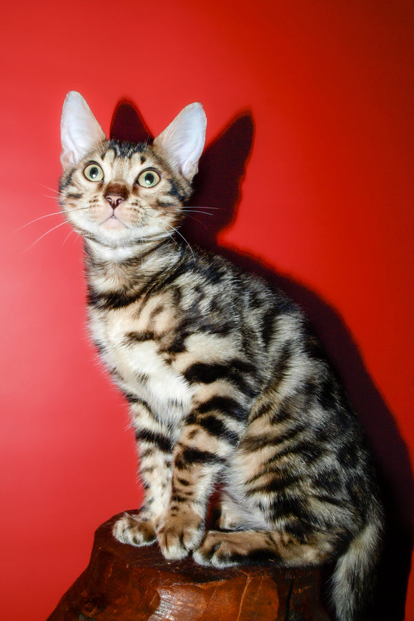Tomas | Bengal Kitten