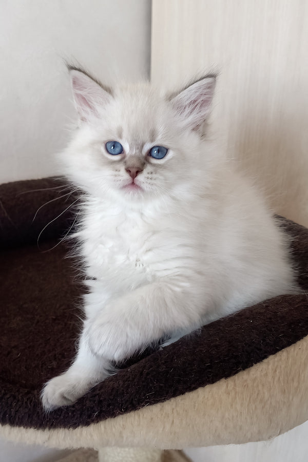 Mathias | Siberian Kitten