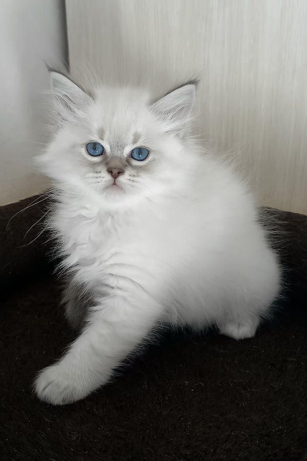 Mathias | Siberian Kitten
