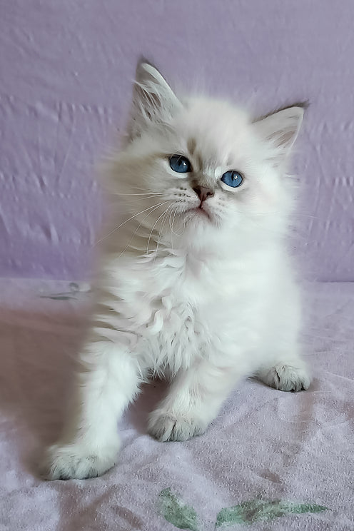 Mathias | Siberian Kitten