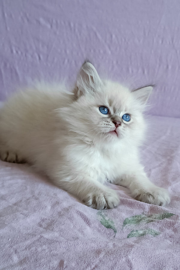 Mathias | Siberian Kitten