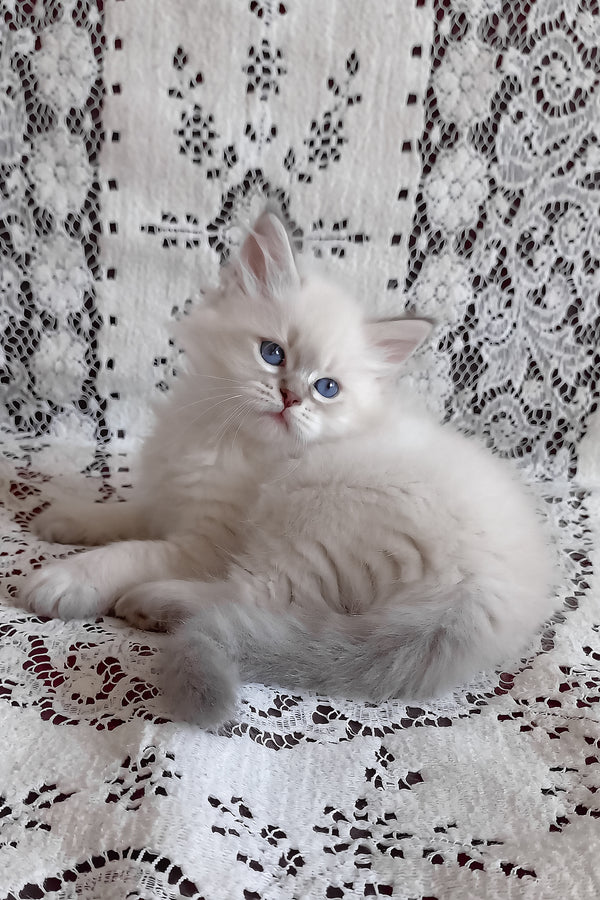 Mathias | Siberian Kitten