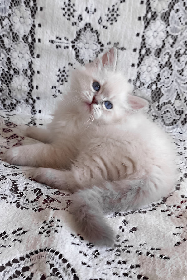 Mathias | Siberian Kitten