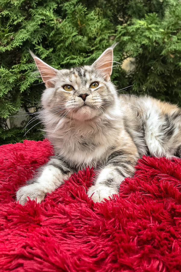 Limba | Maine Coon Kitten